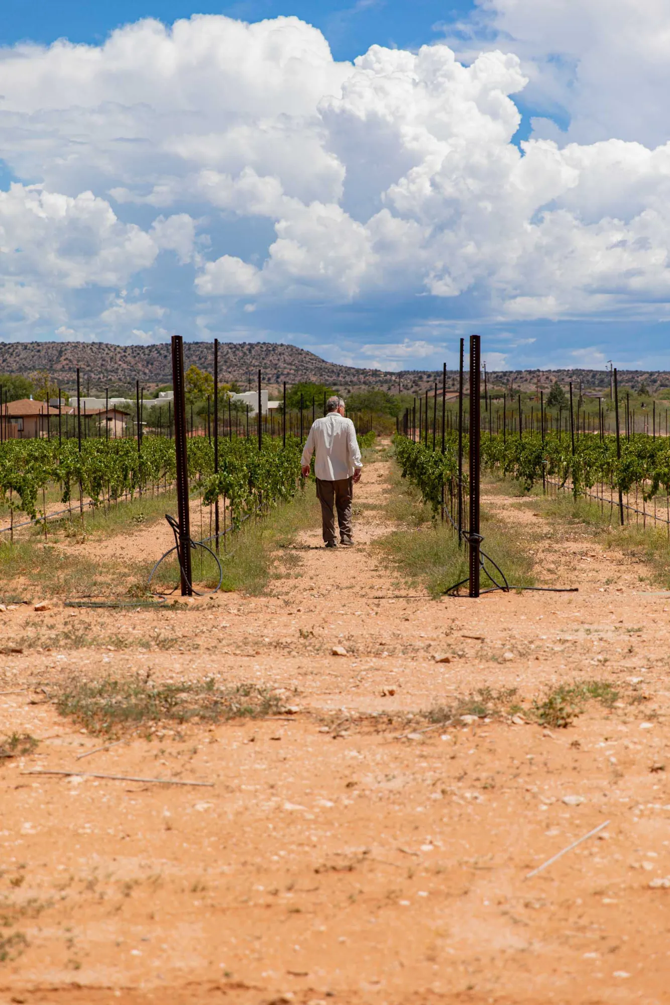 Emil Molin walking in the Cove Mesa Vineyard